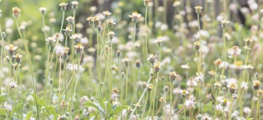 Küçük yeşil çimen çiçekleri ve bulanık arkaplan