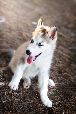 Vintage renk zeminde oturan Sibirya Husky yavru köpek 