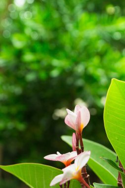 Pembe plumeria çiçek yeşil çim zemin üzerine