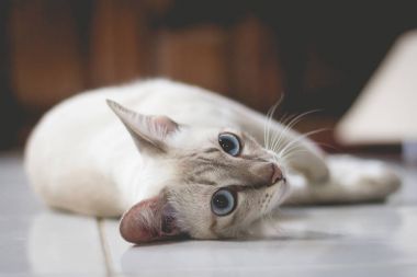 vintage renk tarzı bir katta rahatlatıcı bir kedi yumuşak odak