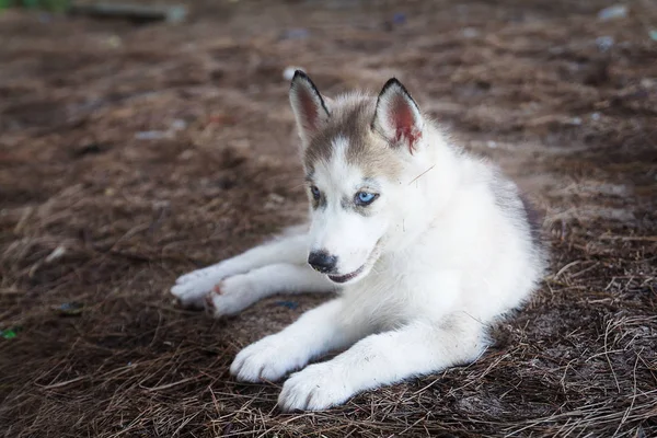 Siberian Husky Puppy dog sitting on the ground in vintage color — Stock Photo, Image