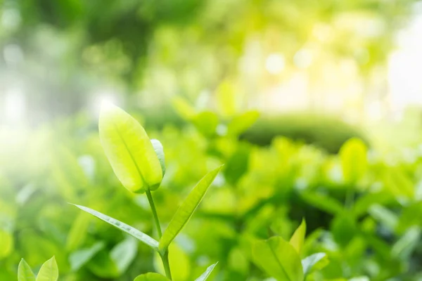 Photo of fresh and green leaves on blur green background — Stock Photo, Image