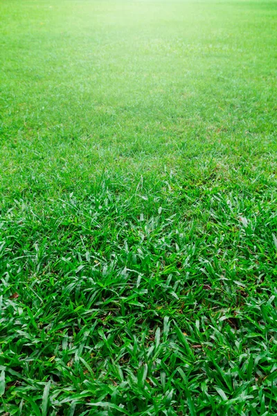 Green grass field Stock Photo