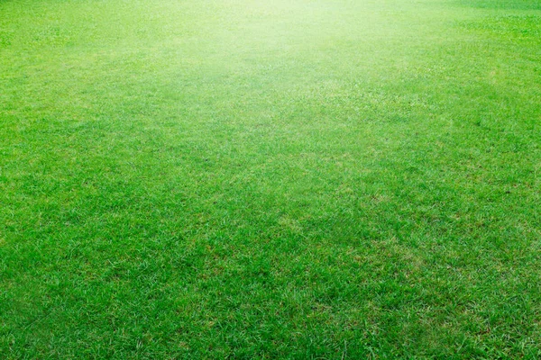 Campo di erba verde Foto Stock