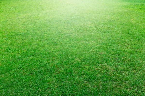 Green grass field Stock Image