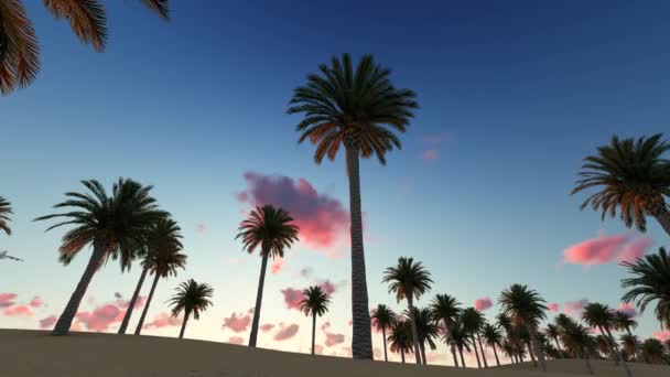 飞机飞越海滩上的棕榈树 — 图库视频影像