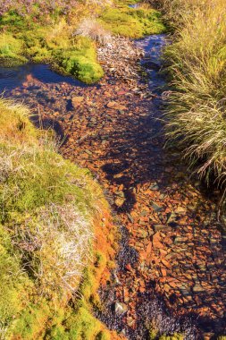 Creek yeşil yosun yosunlu