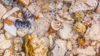 Arka plan kabukları ve mercan