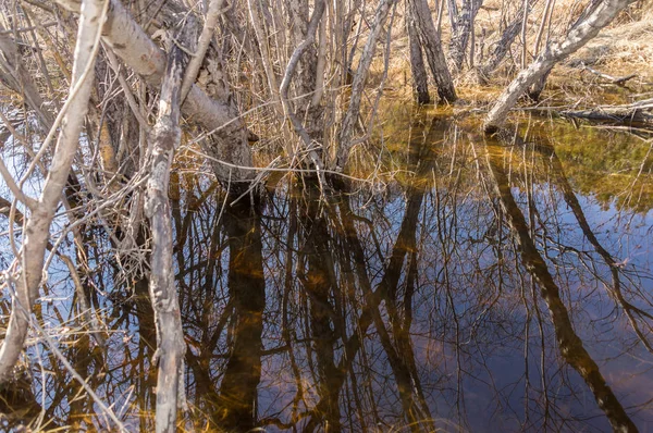 Ağaç dalları su yansımalar