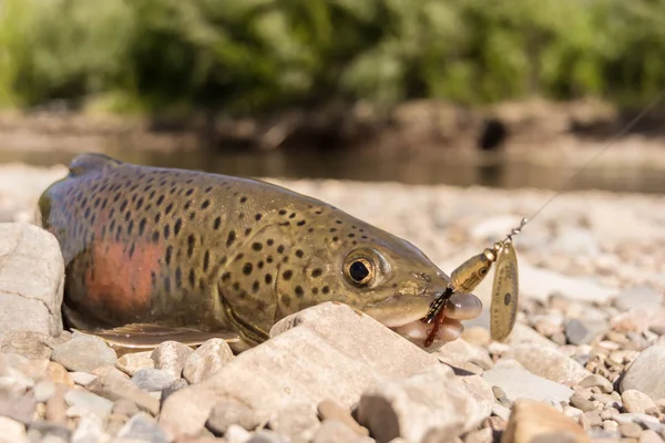 Balık goldilocks balıkçılık