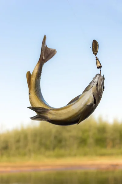 Balık Gölge balığı balıkçılık