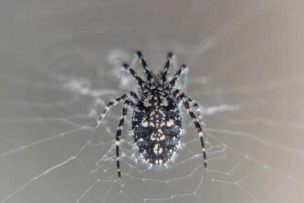 회색 거미줄 — 스톡 사진