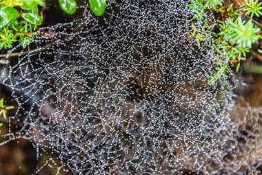 Damla spiderweb