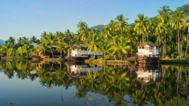 palmiye ağaçları ile peyzaj