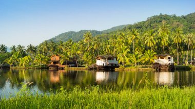 palmiye ağaçları ile peyzaj