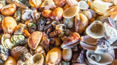 arka plan kabukları