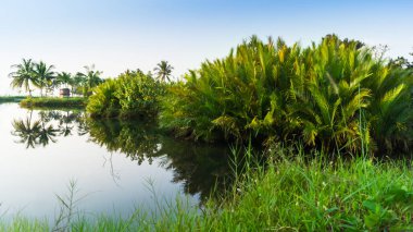 palmiye ağaçları ile peyzaj