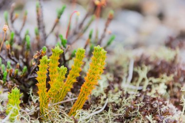 Arka plan bulanık bitkilerle