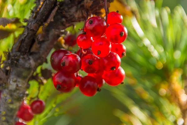 Kırmızı kuş üzümü portre