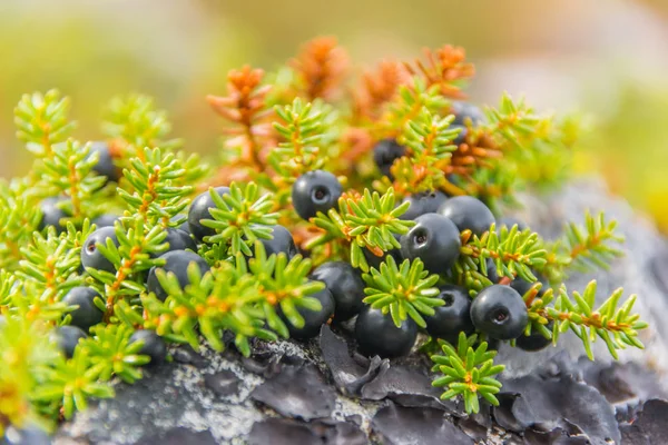 Güzel crowberry portre