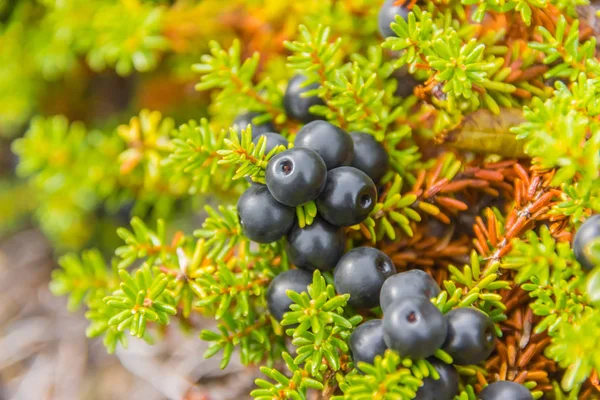 Güzel crowberry portre