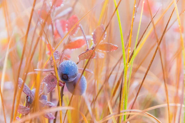 Olgun yaban mersini portre