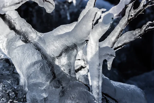 Buz sarkıtları dalları portre üzerinde — Stok fotoğraf