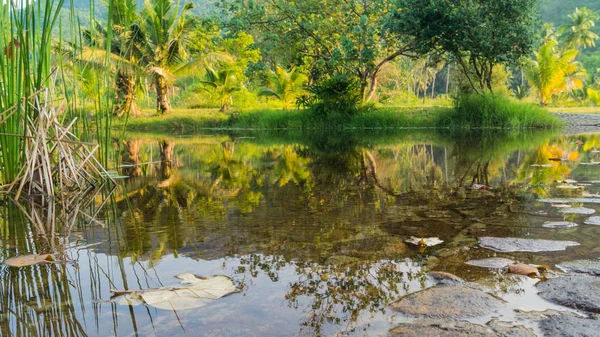 palmiye ağaçları ile peyzaj