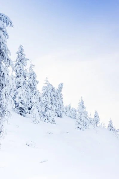 Paisaje nevado de invierno —  Fotos de Stock