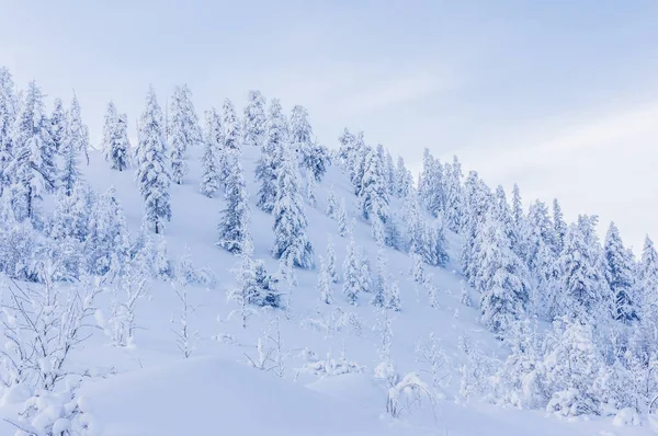 Winter landschap bomen — Stockfoto