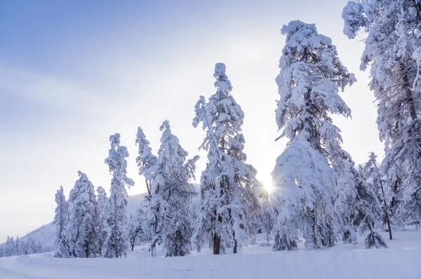 Paisaje nevado de invierno —  Fotos de Stock