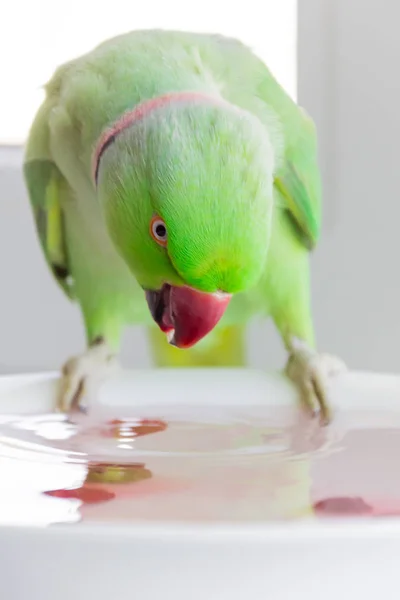 Polly bir plaka üzerinde