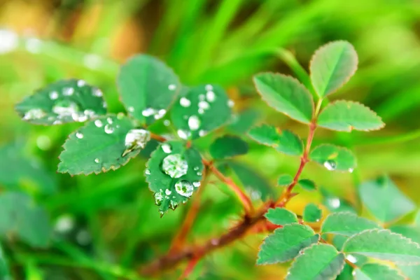 Plants in water drops