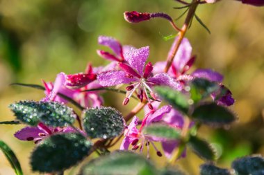 çiçek su damlaları