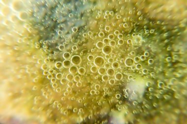 Suda yağ damlacıkları