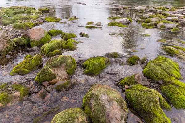 Mousse verte sur les rochers — Photo