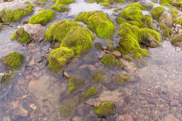 Mousse verte sur les rochers — Photo