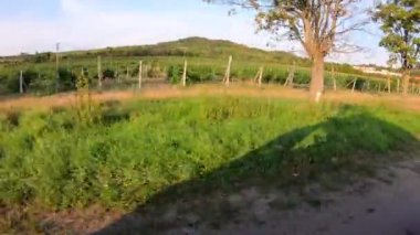 Çatıdaki bisiklet parkı gölgesinde araba sürerken ve üzüm bağları olan manzaradan, kır yolundan giderken, arka planda tepeler. Otoyolda bisiklet ulaşımı, aracın tepesine iki bisiklet monte edilmiş, sonbahar.