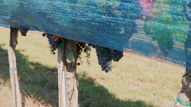 Ряд Винограда Покрытый Синей Сеткой Защиты Птиц Винограднике Солнечный Осенний — стоковое видео
