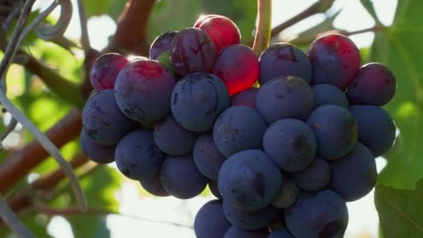 Крупный План Выращивания Темного Винограда Солнечными Лучами Ягодах Ветром Зелеными — стоковое видео