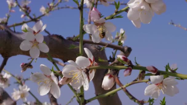 Μέλισσες Επικονιάζουν Λευκά Άνθη Αμυγδάλου Κλαδί Ανθοφόρου Δένδρου Φόντο Μπλε — Αρχείο Βίντεο