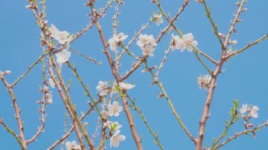 White flowers on almond tree branches against blue sky, pollinating bees, spring blossom, handheld shot. Insects gathering pollen for honey in flowering orchard. Honey-bee collecting nectar on blooming fruit tree in garden. Productivity concept