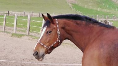Brown horse turning and galloping away to other horses near fence in paddock at spring day, handheld panning. Running horse with halter at country ranch, branch with  buds of a tree. Young horse going to cattle in farm. Domestic animals near pasture