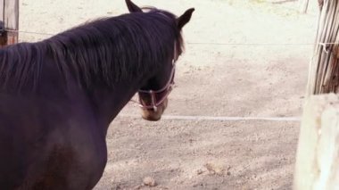 Brown horse tossing head, turning and walking away with other animals near fence in paddock at spring day, handheld panning. Going horse with halter at country ranch, branch with tree buds. Young horses in farm. Domestic animals near pasture