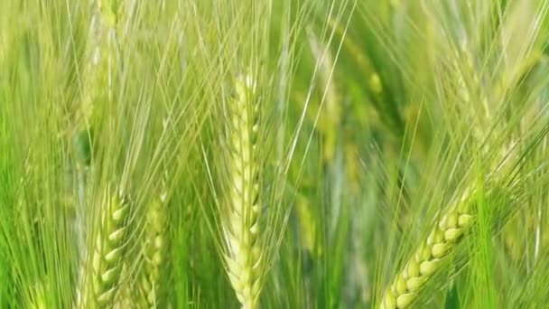Крупним Планом Нерозрізані Зелені Ядра Пшениці Перед Збиранням Вітряний День — стокове відео