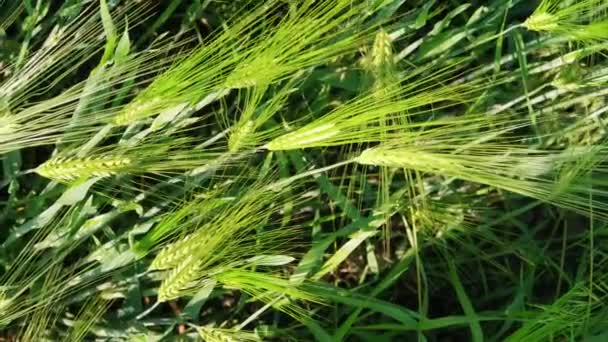 Rüzgarlı Bir Günde Hasat Öncesi Sunulan Yeşil Buğday Tanelerinin Üst — Stok video