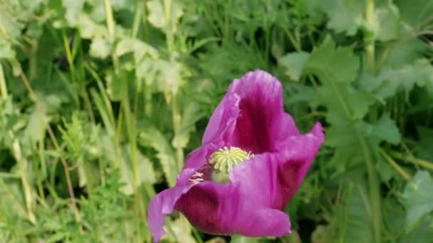 紫色的罂粟花迎着绿叶随风飘扬 花繁殖地 开花结果的山楂 在花园里长着未成熟的罂粟头 镇静剂 选择概念 死亡的象征 — 图库视频影像