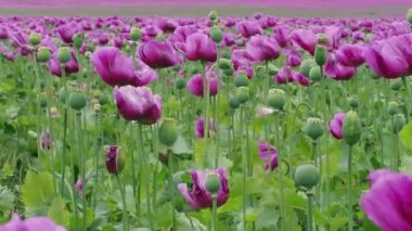 Magenta gelincik çiçeği tarlası ve olgunlaşmamış yeşil mankafalar rüzgarda uçuşuyor. Çiçekli haşhaş çayırı. Çiçekli Papaver somniferum haşhaş tohumlarıyla. Uyku, sakinleştirici, seçim konsepti. Barış, ölüm sembolü