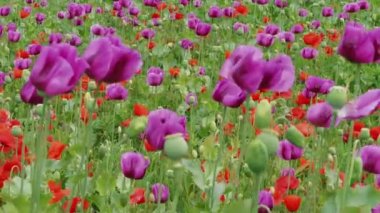 Magenta ve kırmızı gelincik çiçeği tarlası ve rüzgârda olgunlaşmamış yeşil mankafalar arka plan bitkilerine odaklanır. Çiçekli haşhaş çayırı. Çiçekli Papaver somniferum haşhaş tohumlarıyla. Uyku, sakinleştirici, seçim konsepti. Barış, ölüm sembolü