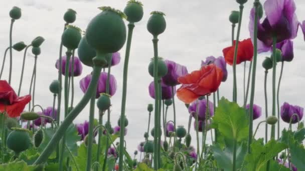 Unreife Mohnschoten Mauvefarbene Und Rot Blühende Mohnblumen Gegen Den Wolkenverhangenen — Stockvideo